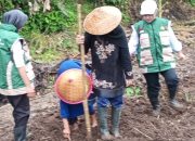 BPP Kecamatan Cisaga Laksanakan  Tanam Panen Raya Jagung  Bersama Kelompok Wanita Tani